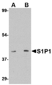 S1PR1 Antibody