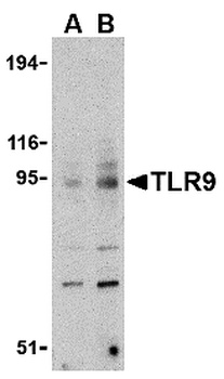 TLR9 Antibody