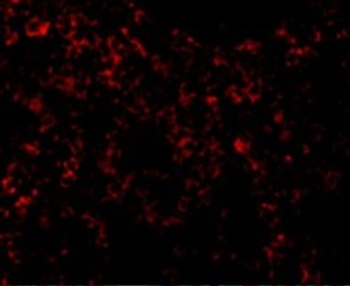 TLR9 Antibody