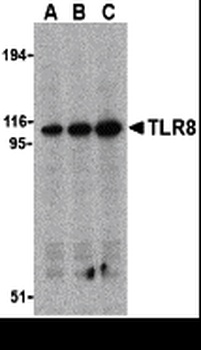 TLR8 Antibody