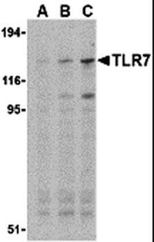 TLR7 Antibody