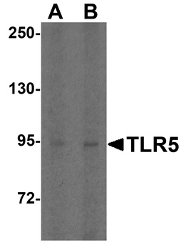 TLR5 Antibody