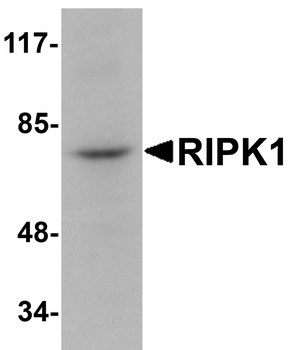 RIPK1 Antibody
