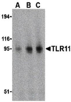 Tlr11 Antibody