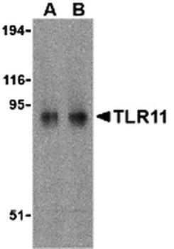 Tlr11 Antibody