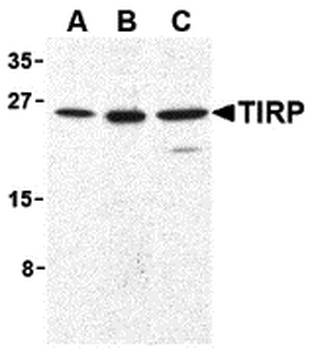 TICAM2 Antibody