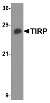 TICAM2 Antibody