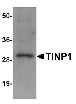 NSA2 Antibody