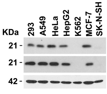 Perp Antibody