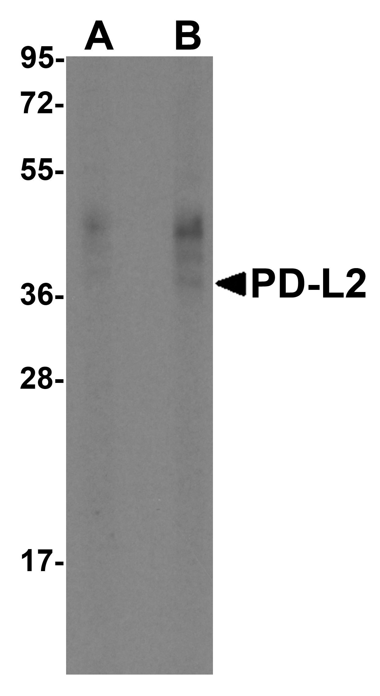 PDL2 Antibody [7C1]