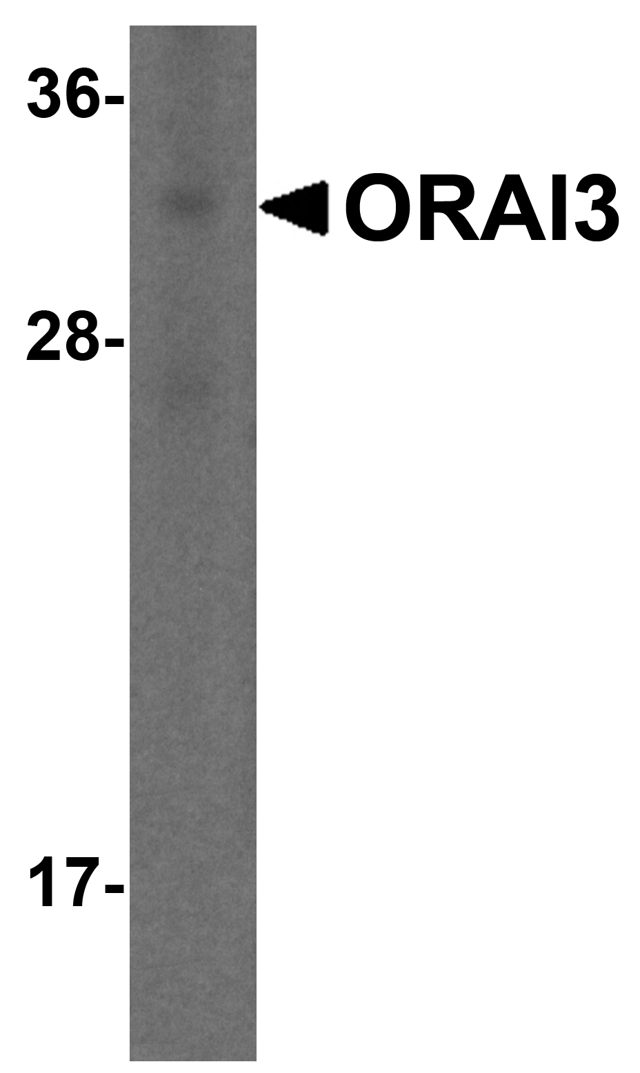 ORAI3 Antibody [2H2G9]