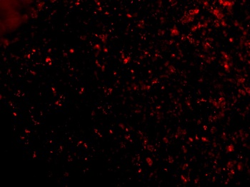 ORAI1 Antibody