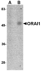 ORAI1 Antibody