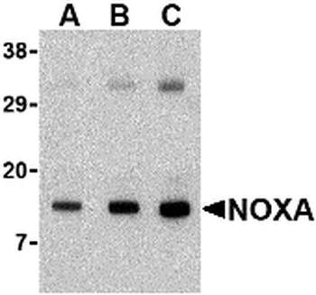 Pmaip1 Antibody