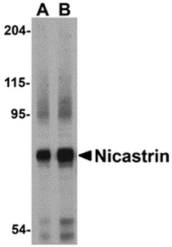 Nicastrin Antibody