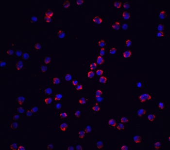 NALP3 Antibody
