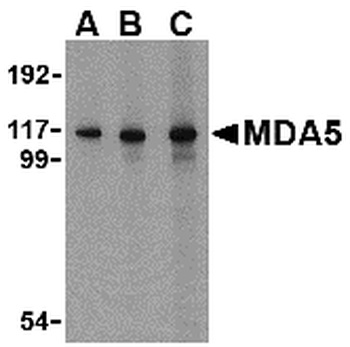 IFIH1 Antibody