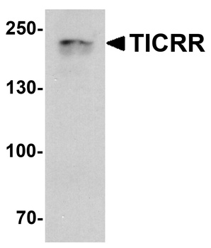 TICRR Antibody