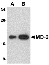 MD-2 Antibody [1A2E3]