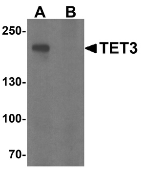 TET3 Antibody