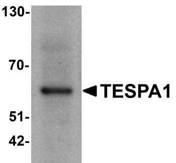 TESPA1 Antibody