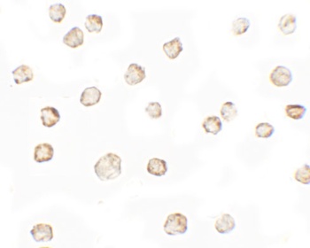 TESPA1 Antibody