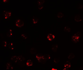TESPA1 Antibody