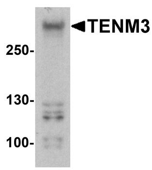 TENM3 Antibody