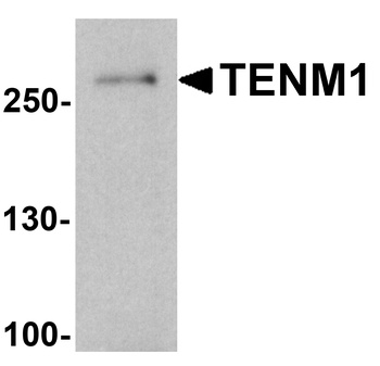 TENM1 Antibody