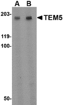 GPR124 Antibody