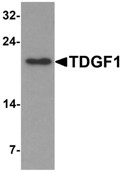 TDGF1 Antibody