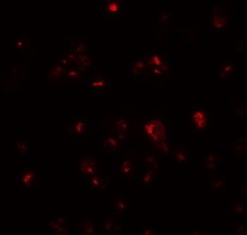 TDGF1 Antibody