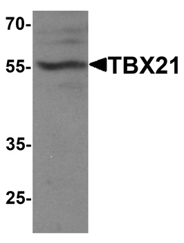 TBX21 Antibody