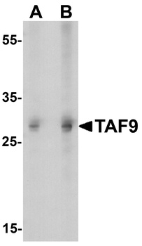 TAF9 Antibody