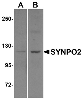 SYNPO2 Antibody