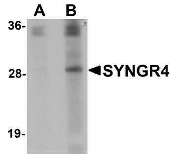 SYNGR4 Antibody