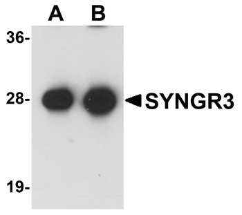 SYNGR3 Antibody