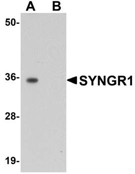 SYNGR1 Antibody