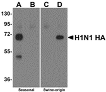 Swine H1N1 Hemagglutinin Antibody