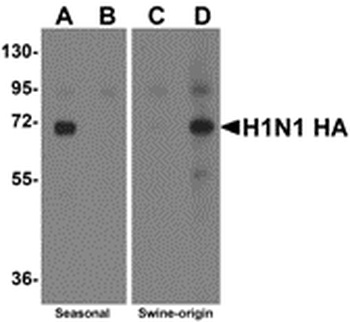 Swine H1N1 Hemagglutinin Antibody