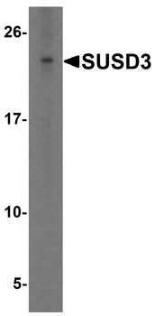 SUSD3 Antibody