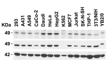 KREMEN2 Antibody