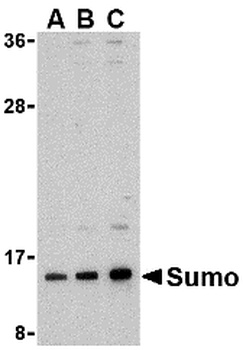 SUMO1 Antibody