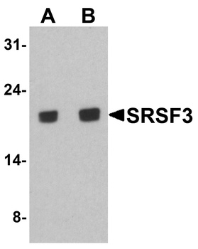 SRSF3 Antibody