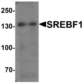 SREBF1 Antibody