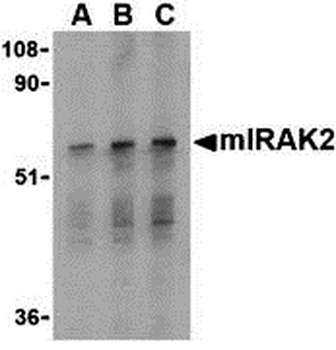 IRAK2 Antibody