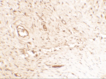 SPP1 Antibody