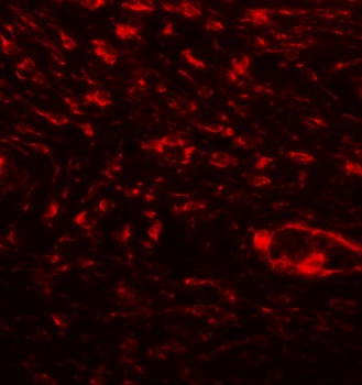SPP1 Antibody