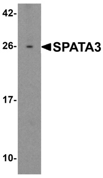 SPATA3 Antibody
