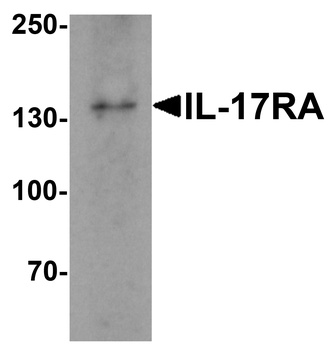 IL17RA Antibody